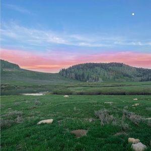 Meet your Posher, Daisy hill